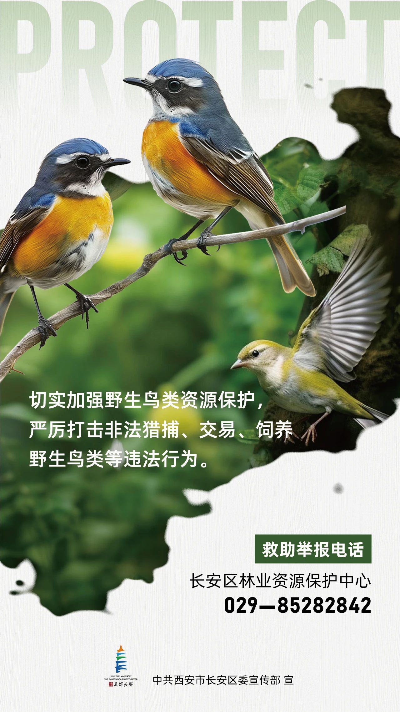 海报| 保护鸟类 让它们自由翱翔